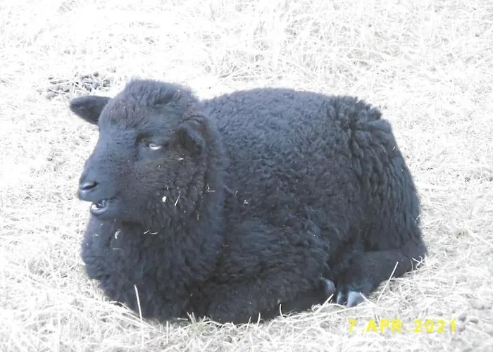 度假居 Strandlaeufer